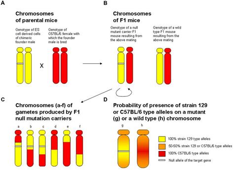 Frontiers Gene Targeting Using Homologous Recombination In Embryonic