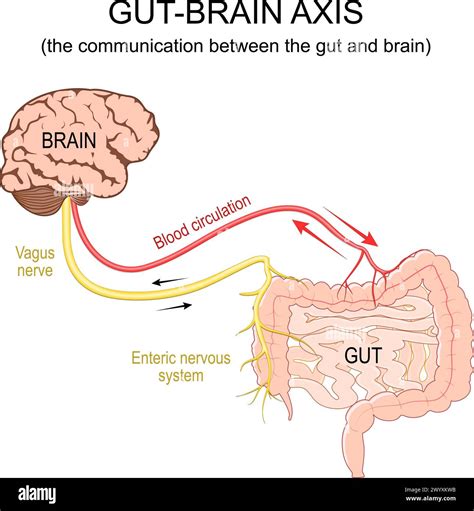 Gut Brain Axis The Communication Between The Gut And Brain Blood