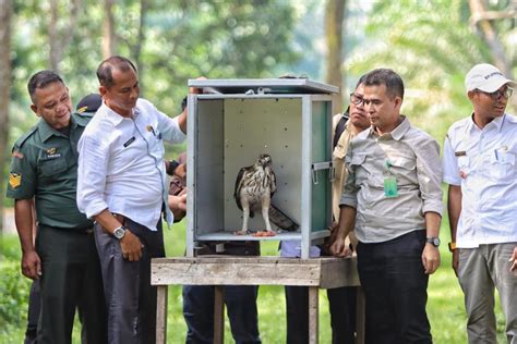 Bbksda Riau Lepasliarkan Satwa Di Twa Buluh Cina Arasynews