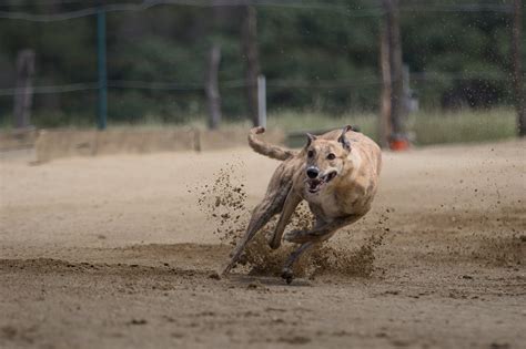 Greyhounds Greyhound Racing Dog - Free photo on Pixabay - Pixabay