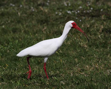 White Ibis (Adult Breeding) Peaceful Waters 3-05-14 « Audubon Everglades