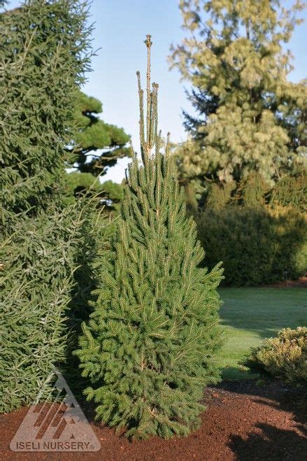 Picea Abies Cupressina Narrow Norway Spruce Norway Spruce Picea