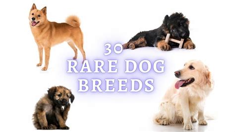 Rare Dog Breeds: 30 Rarest Dog Breed List of 2021