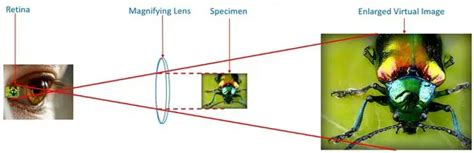 Microscope Magnification Explained Microscope Clarity