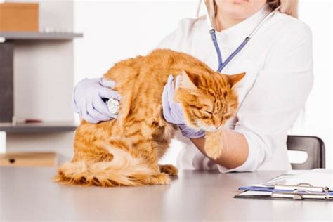 Cat Lymph Nodes: Feline Health Facts, Guide, & Diagram - Catster