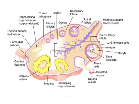 ForStudents For Class 12 Biology Human Reproduction