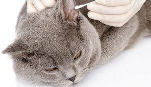 Ушной клещ у кошек и котов: фото, симптомы и лечение
