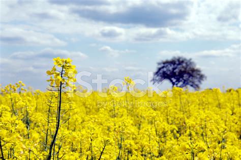 Golden Field Stock Photo | Royalty-Free | FreeImages