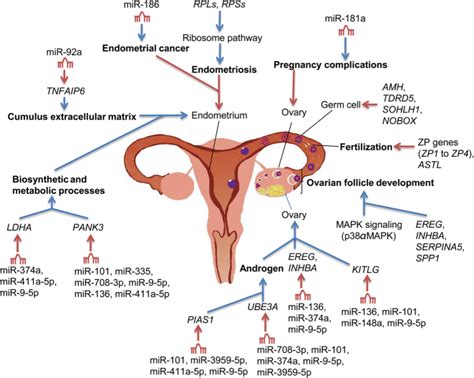 comparative mrna  mirna expression  european mouflon ovis musimon