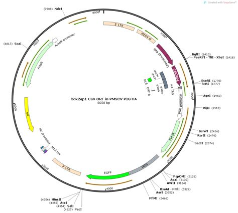 Addgene Pmscv Cdk Ap Can Ha