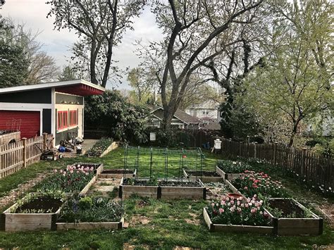Dahlia Society Blooms in Alexandria's Del Ray Neighborhood