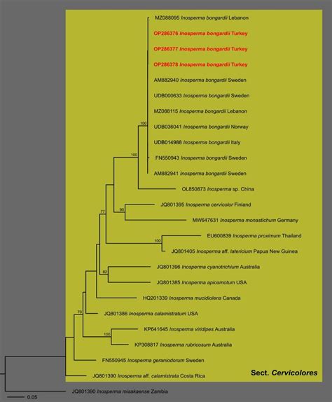 RAxML Tree Obtained From The NrITS Sequence Alignment Showing The