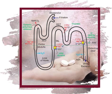 Diuretics mechanism of action | Diuretics-info.com