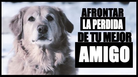 Cómo Superar y Afrontar la Muerte de tu Perro o Mascota Proceso de