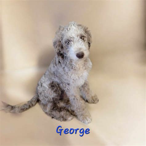 Available Aussiedoodles — Abbott Family Farm