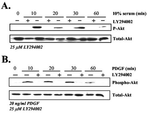 Ly Inhibits Serum And Pdgf Induced Akt Phosphorylation