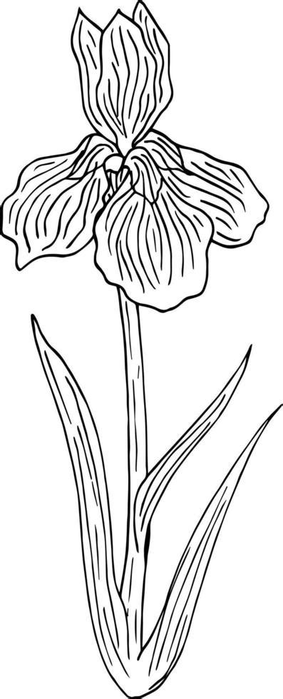 Black-and white iris flower on white background. Vector image. 12254639 ...