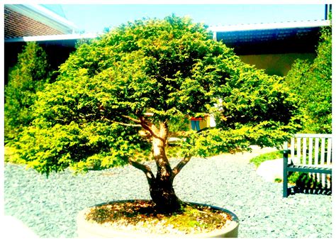 Bonsai By The Monastery