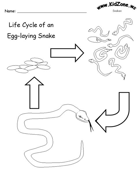 Life Cycle Of A Rattlesnake