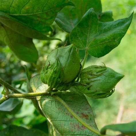 Green Cotton Boll On Plant Hanging Cotton Boll Cotton Plant Green Cotton Boll Hibiscus With