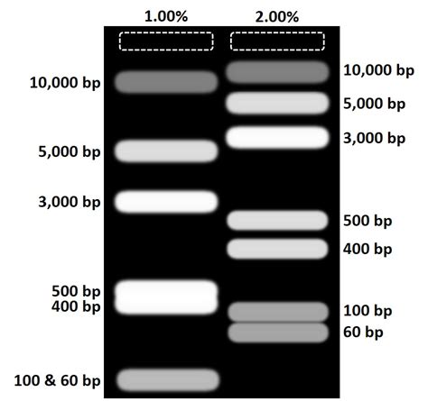 Agarose Gel Comparison Different Concentrations Top Tip Bio