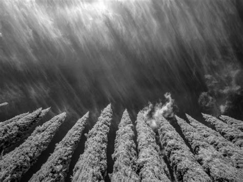 Free Images Tree Forest Snow Winter Black And White Texture