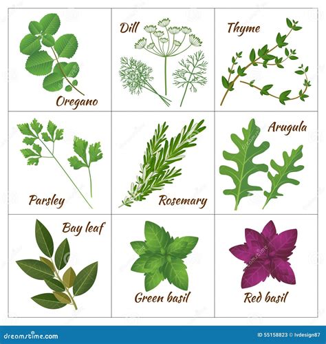 Set Of 40 Different Culinary Herbs, Species And Condiments In Cartoon ...