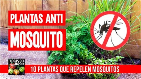 Las Plantas Que Repelen Eficazmente A Los Mosquitos Gu A Completa