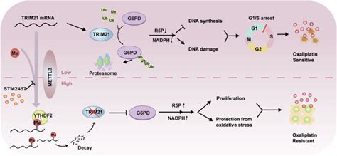 Mettl3 Confers Oxaliplatin Resistance Through The Activation Of G6pd