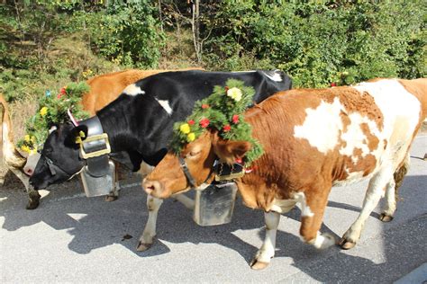 untitled Almabtrieb in Völs am Schlern Südtirol anmu Flickr