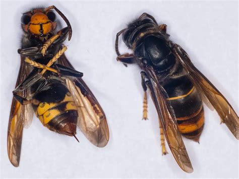 Invasive Yellow Legged Hornet Spotted In The Us For The First Time