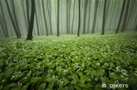 Fotomural Floreciente Bosque Con Niebla Y Flores En El Suelo Pixers Es