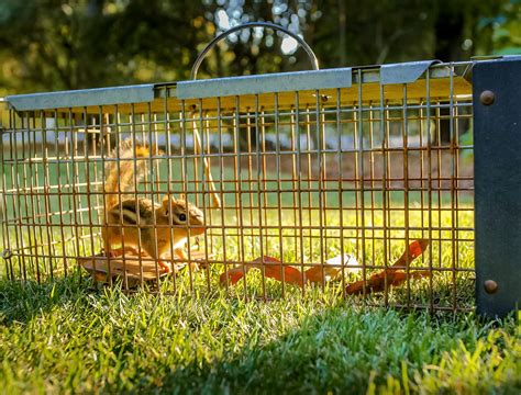 How To Keep Chipmunks Out Of Your Garden Backyard Boss