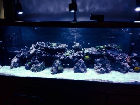 Show Off Your Large Tank Aquascape Reef Tank Aquascaping