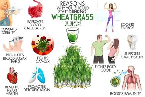 How To Grow Wheatgrass Indoors Top Best Simple Steps