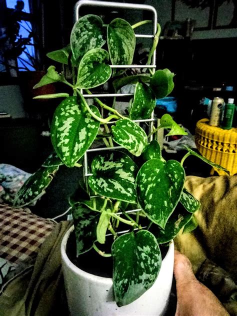 Satin Pothos : r/houseplants