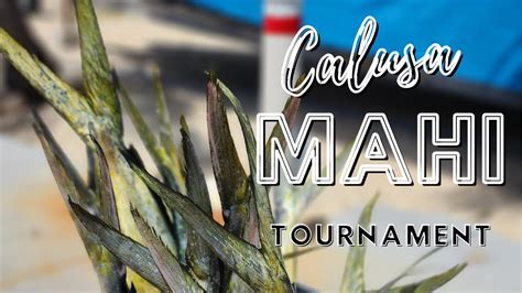 Key Largo Mahi Mahi Tournament Youtube