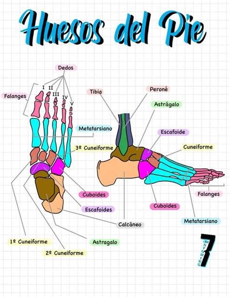 Huesos Del Pie Udocz Huesos Anatomia Huesos De La Pierna Anatomia