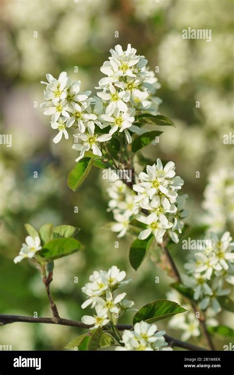 Amelanchier Rotundifolia Banque De Photographies Et Dimages Haute