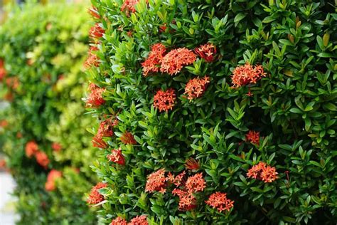 9 Tropical Flowering Shrubs - Plantglossary