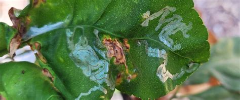 Chrysanthemum Leaf Miner Biobee South Africa