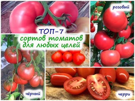 Рейтинг проверенно вкусных томатов – 7 сортов для еды, засолки, маринадов!