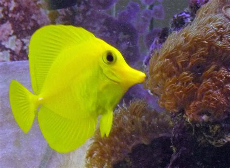 Saltwater Aquarium Fish Saltwater Aquarium Fish Tropical Fish