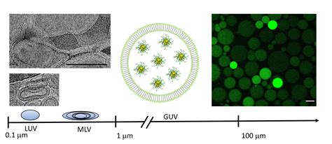 Nanomaterials Free Full Text Encapsulation Of Luminescent Gold Nanoclusters Into Synthetic