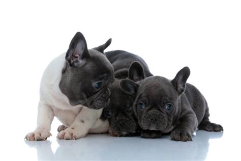 70 Group Of French Bulldogs Sitting And Lying Down Stock Photos