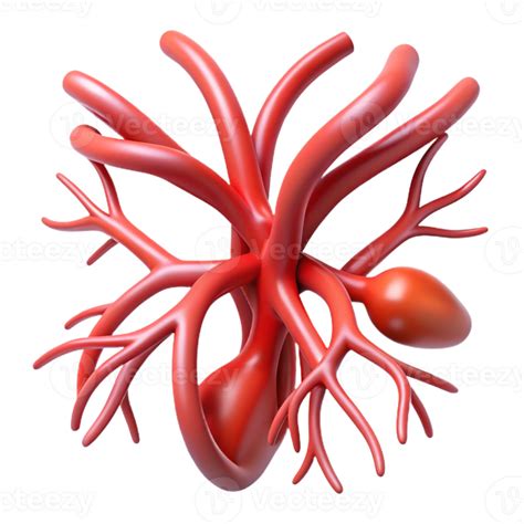 Red 3D Vascular System Illustration 55063561 PNG