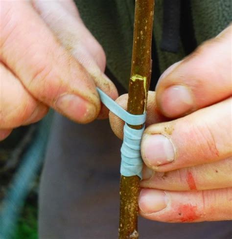 Baume les Dames Apprendre à greffer les arbres fruitiers