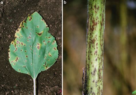 A Alternaria Leaf Blight Lesions B Alternaria Stem Lesions