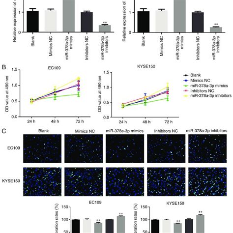 MiR 378a 3p Inhibits ESCC Cell Lines Proliferation A Transfection