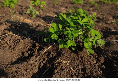 2,119 Groundnut Plant Soil Images, Stock Photos & Vectors | Shutterstock